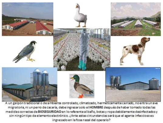 Aves migratorias: Su cacería y la gripe aviar. Articulo 65 - Image 15