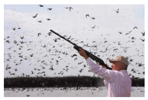 Aves migratorias: Su cacería y la gripe aviar. Articulo 65 - Image 3