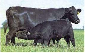 Toros para rodeos de cría comerciales. Sus toros, ¿Tienen árbol genealógico? - Image 9