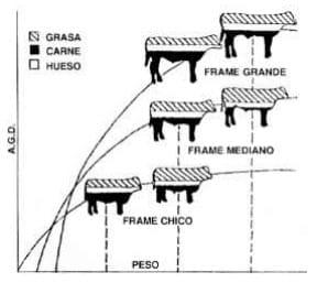 Toros para rodeos de cría comerciales. Sus toros, ¿Tienen árbol genealógico? - Image 10