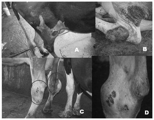 Linfangitis: enfermedad ecopatológica, identificación de microorganismos intervinientes en la ganadería bovina lechera de traspatio, Puebla, México - Image 2