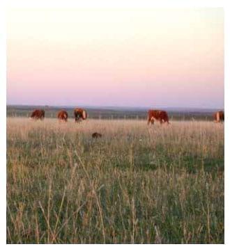 Otra forma de Suplementar: El uso del pastoreo horario en la recría bovina en sistemas ganaderos extensivos - Image 10