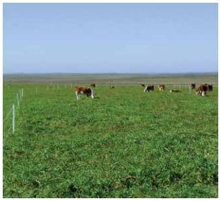 Otra forma de Suplementar: El uso del pastoreo horario en la recría bovina en sistemas ganaderos extensivos - Image 1