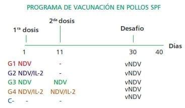 Desarrollo de una vacuna viva contra el virus de newcastle que contiene interleuquina-2 para disminuir la reacción post-vacunal y potenciar la respuesta inmune en pollos - Image 4