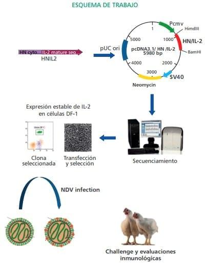 Desarrollo de una vacuna viva contra el virus de newcastle que contiene interleuquina-2 para disminuir la reacción post-vacunal y potenciar la respuesta inmune en pollos - Image 3