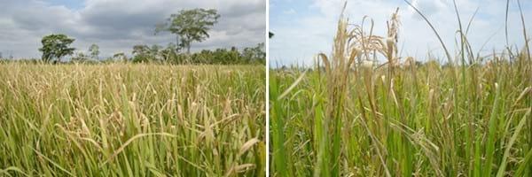Alternativas de manejo de poblaciones de arroz rojo en el Programa AMTEC - Image 14