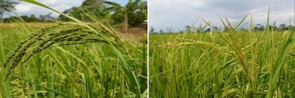 Alternativas de manejo de poblaciones de arroz rojo en el Programa AMTEC - Image 1