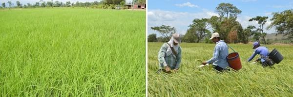 Alternativas de manejo de poblaciones de arroz rojo en el Programa AMTEC - Image 11