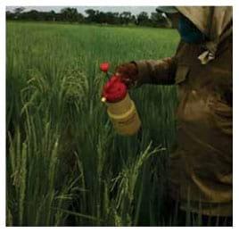 Estudios sobre resistencia genética del cultivo de arroz al añublo bacterial de la panícula Burkholderia glumae en Colombia - Image 5