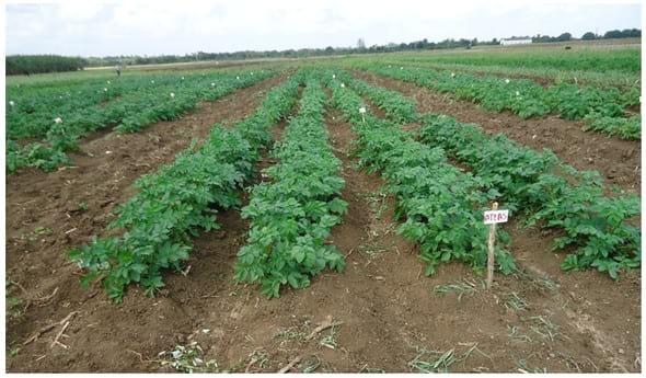 Influencia de la sequia en el numero y peso de tuberculos comerciales en variedades de Papa (Solanum tuberosum L.) - Image 5