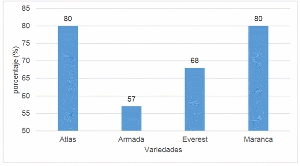 Influencia de la sequia en el numero y peso de tuberculos comerciales en variedades de Papa (Solanum tuberosum L.) - Image 4