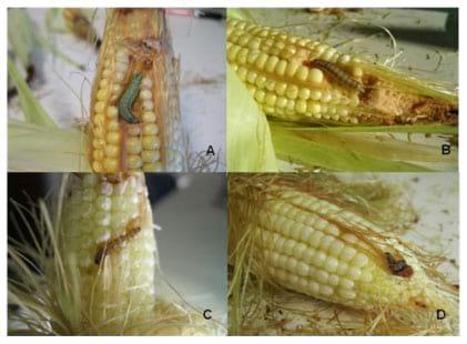 Evaluación del daño causado por el “Cogollero de maíz” (Spodoptera frugiperda) y presencia de la “Isoca de la espiga” (Helicoverpa zea) en diferentes híbridos de maíz transgénico - Image 6