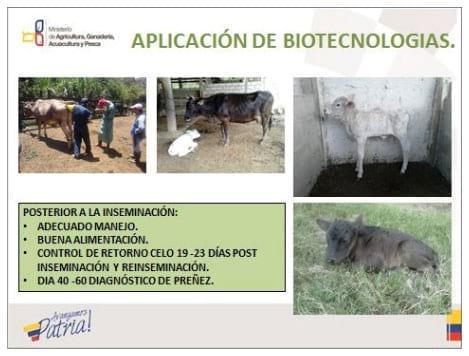 Plan de mejoramiento genético bovino de la provincia de el Oro: Resultados, problemática y discusión. - Image 4