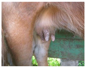 La besnoitiosis bovina en imágenes - Image 7