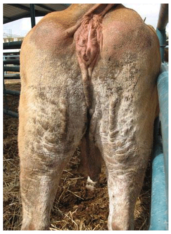 La besnoitiosis bovina en imágenes - Image 10
