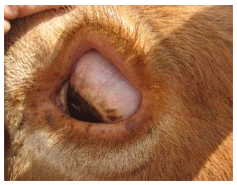 La besnoitiosis bovina en imágenes - Image 8