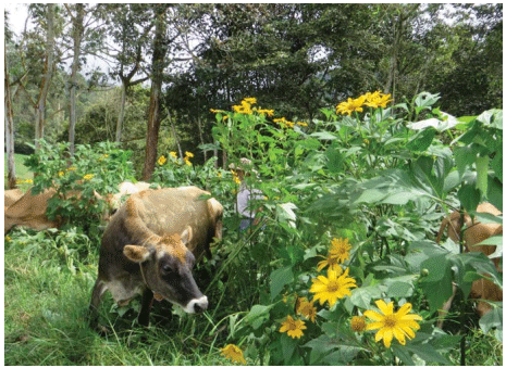 América Latina reconvierte su ganadería con agroecológicos y muchos arboles - Image 1