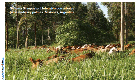 América Latina reconvierte su ganadería con agroecológicos y muchos arboles - Image 2