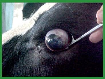 Manual de anestesias y cirugías de bovinos: Sedación, analgesia y anestesia - Image 9