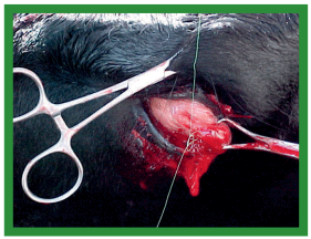 Manual de anestesias y cirugías de bovinos: Cirugías de cabeza, cuello y torax - Image 22