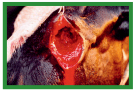 Manual de anestesias y cirugías de bovinos: Cirugías de cabeza, cuello y torax - Image 17