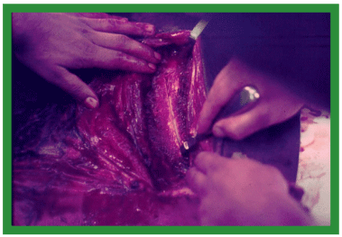Manual de anestesias y cirugías de bovinos: Cirugías de cabeza, cuello y torax - Image 42