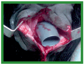 Manual de anestesias y cirugías de bovinos: Cirugías de cabeza, cuello y torax - Image 31