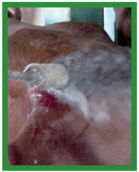 Manual de anestesias y cirugías de bovinos: Cirugías de cabeza, cuello y torax - Image 7