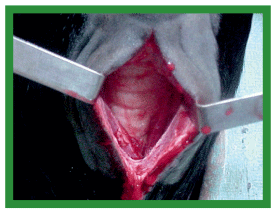Manual de anestesias y cirugías de bovinos: Cirugías de cabeza, cuello y torax - Image 28