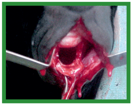 Manual de anestesias y cirugías de bovinos: Cirugías de cabeza, cuello y torax - Image 30