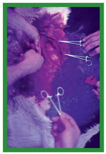 Manual de anestesias y cirugías de bovinos: Cirugías de cabeza, cuello y torax - Image 41