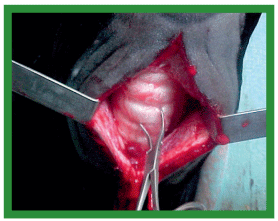 Manual de anestesias y cirugías de bovinos: Cirugías de cabeza, cuello y torax - Image 29