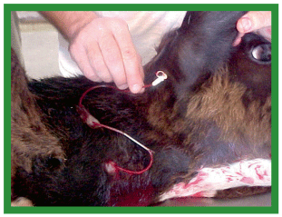 Manual de anestesias y cirugías de bovinos: Cirugías de cabeza, cuello y torax - Image 37