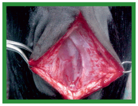 Manual de anestesias y cirugías de bovinos: Cirugías de cabeza, cuello y torax - Image 27