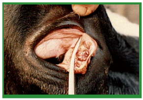 Manual de anestesias y cirugías de bovinos: Cirugías de cabeza, cuello y torax - Image 9