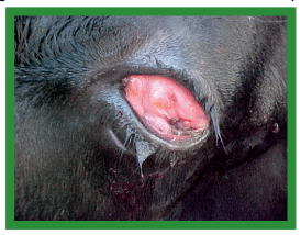 Manual de anestesias y cirugías de bovinos: Cirugías de cabeza, cuello y torax - Image 23