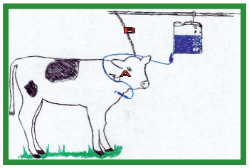 Manual de anestesias y cirugías de bovinos: Cirugías de cabeza, cuello y torax - Image 38