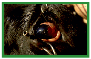 Manual de anestesias y cirugías de bovinos: Cirugías de cabeza, cuello y torax - Image 13