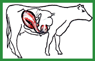 Manual de anestesias y cirugías de bovinos: Cirugías de Abdomen - Image 29