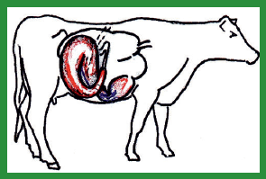 Manual de anestesias y cirugías de bovinos: Cirugías de Abdomen - Image 30