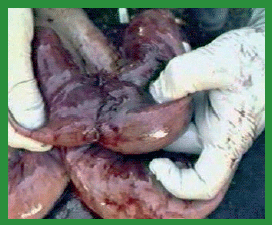 Manual de anestesias y cirugías de bovinos: Cirugías de Abdomen - Image 42