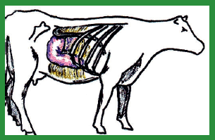 Manual de anestesias y cirugías de bovinos: Cirugías de Abdomen - Image 48