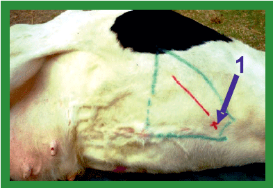 Manual de anestesias y cirugías de bovinos: Cirugías de Abdomen - Image 1