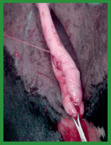 Manual de anestesias y cirugías de bovinos: Cirugías de Abdomen - Image 8