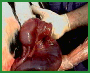 Manual de anestesias y cirugías de bovinos: Cirugías de Abdomen - Image 34