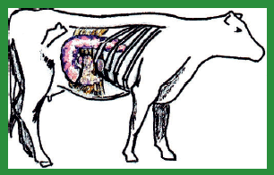 Manual de anestesias y cirugías de bovinos: Cirugías de Abdomen - Image 46