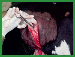 Manual de anestesias y cirugías de bovinos: Cirugías de Abdomen - Image 4