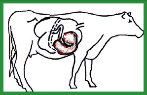 Manual de anestesias y cirugías de bovinos: Cirugías de Abdomen - Image 27