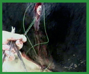 Manual de anestesias y cirugías de bovinos: Cirugías de Abdomen - Image 20