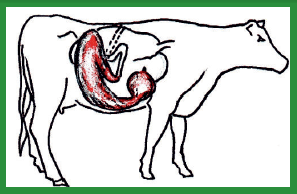 Manual de anestesias y cirugías de bovinos: Cirugías de Abdomen - Image 28